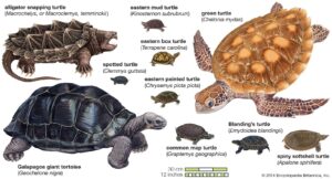 Read more about the article Are Turtles Reptiles? Discover Fascinating Facts and Myths