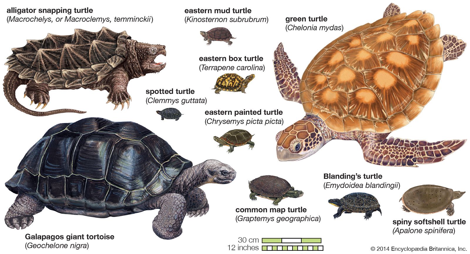 Read more about the article Are Turtles Reptiles? Discover Fascinating Facts and Myths