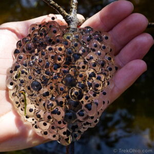 Read more about the article How Do Amphibians Eggs Look Like Description: A Fascinating Insight
