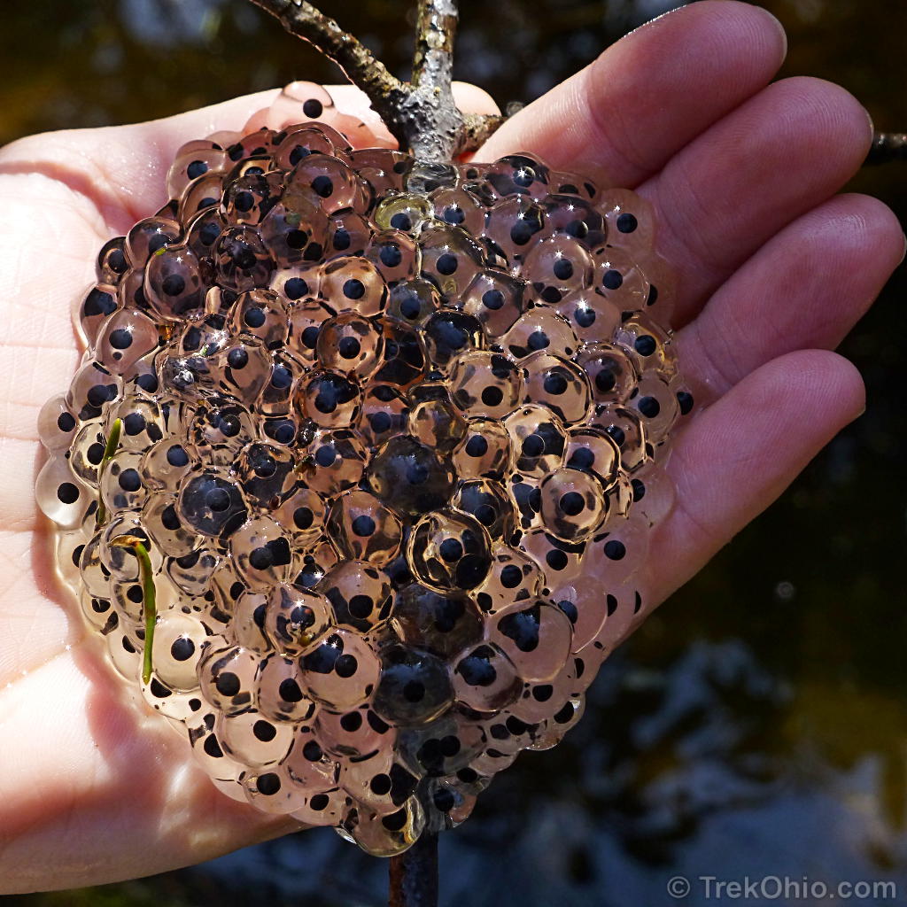 Read more about the article How Do Amphibians Eggs Look Like Description: A Fascinating Insight
