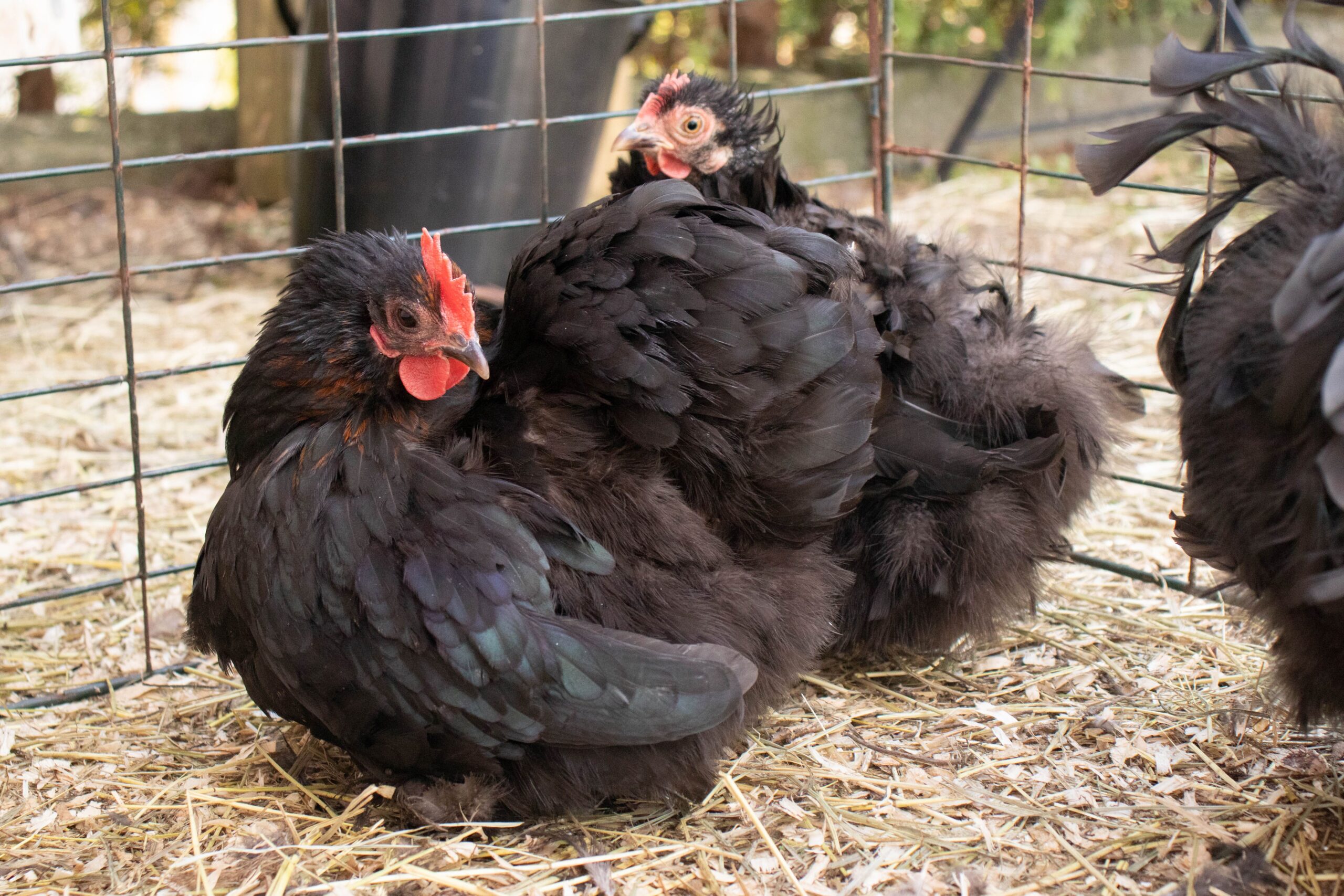 Read more about the article How to Care For A Pet Chicken: Essential Tips and Tricks