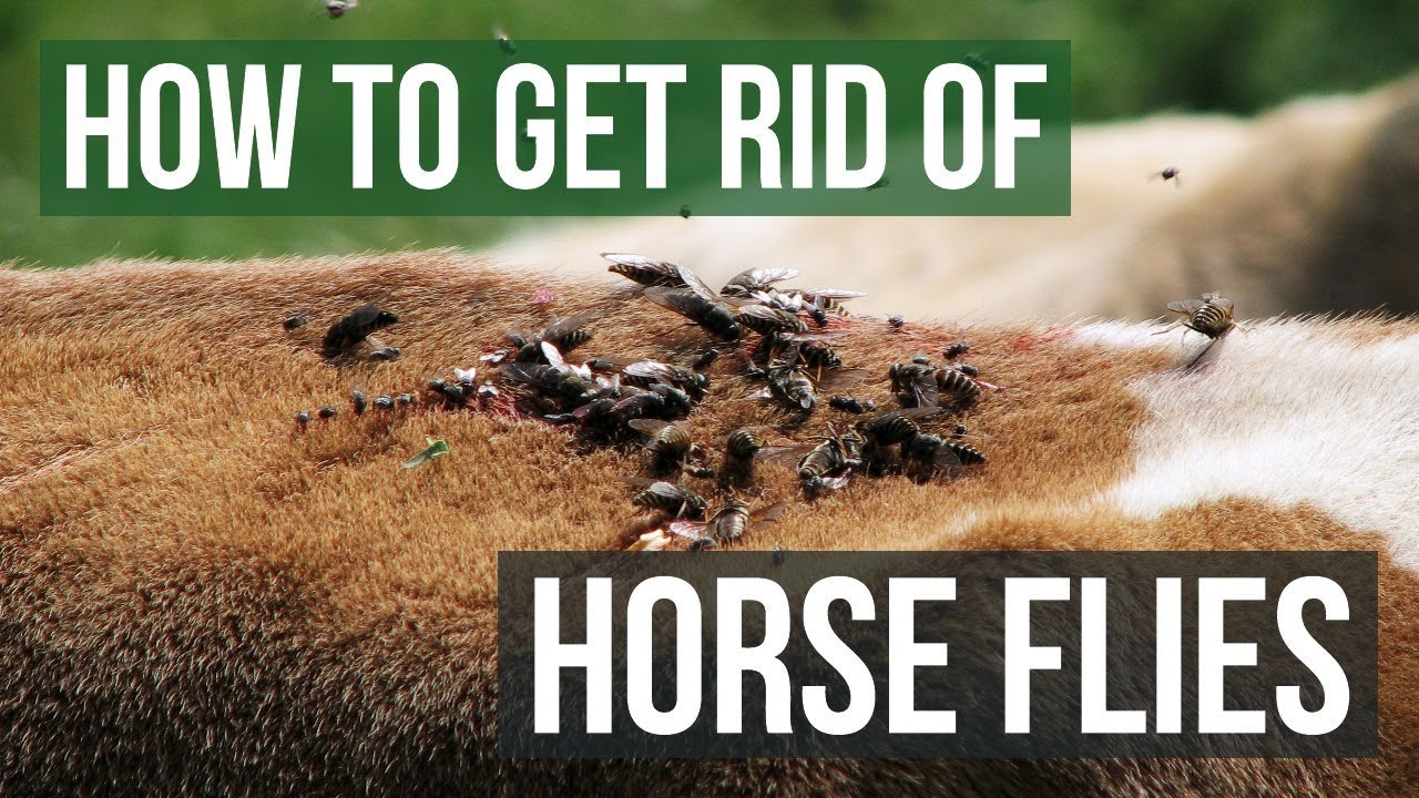Read more about the article How to Get Rid of Horse Flies: Effective Tips and Tricks