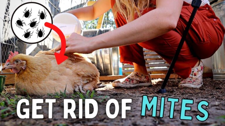 How to Get Rid of Poultry Mites​