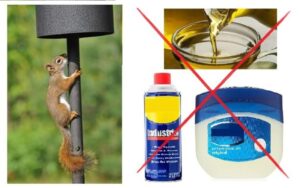 Read more about the article How to Keep Squirrels Away from Bird Feeders: Effective Tips