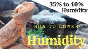 Read more about the article How to Lower Humidity in Reptile Tank: Expert Tips & Tricks
