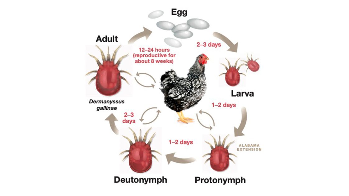 Read more about the article How to Treat Poultry Mites: Effective and Natural Solutions