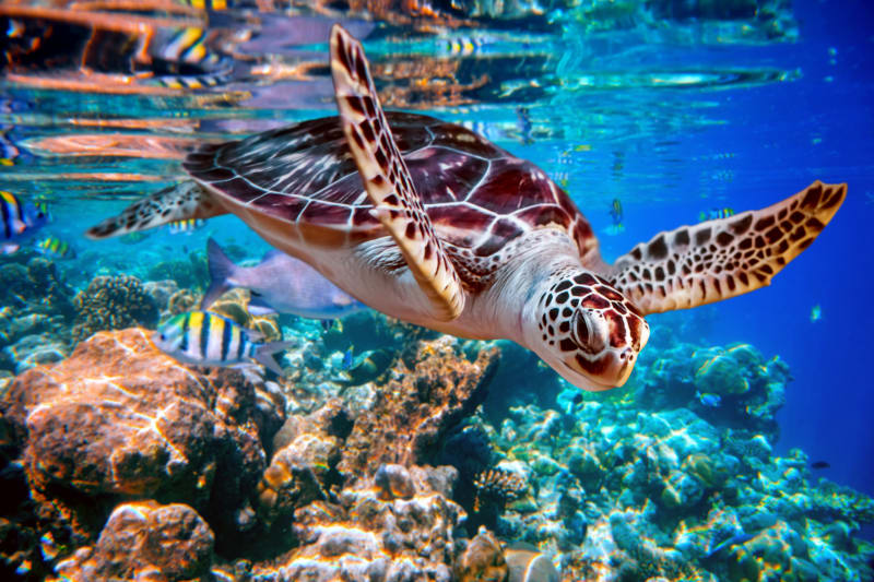 Read more about the article Is a Turtle a Reptile​: Unveiling the Truth