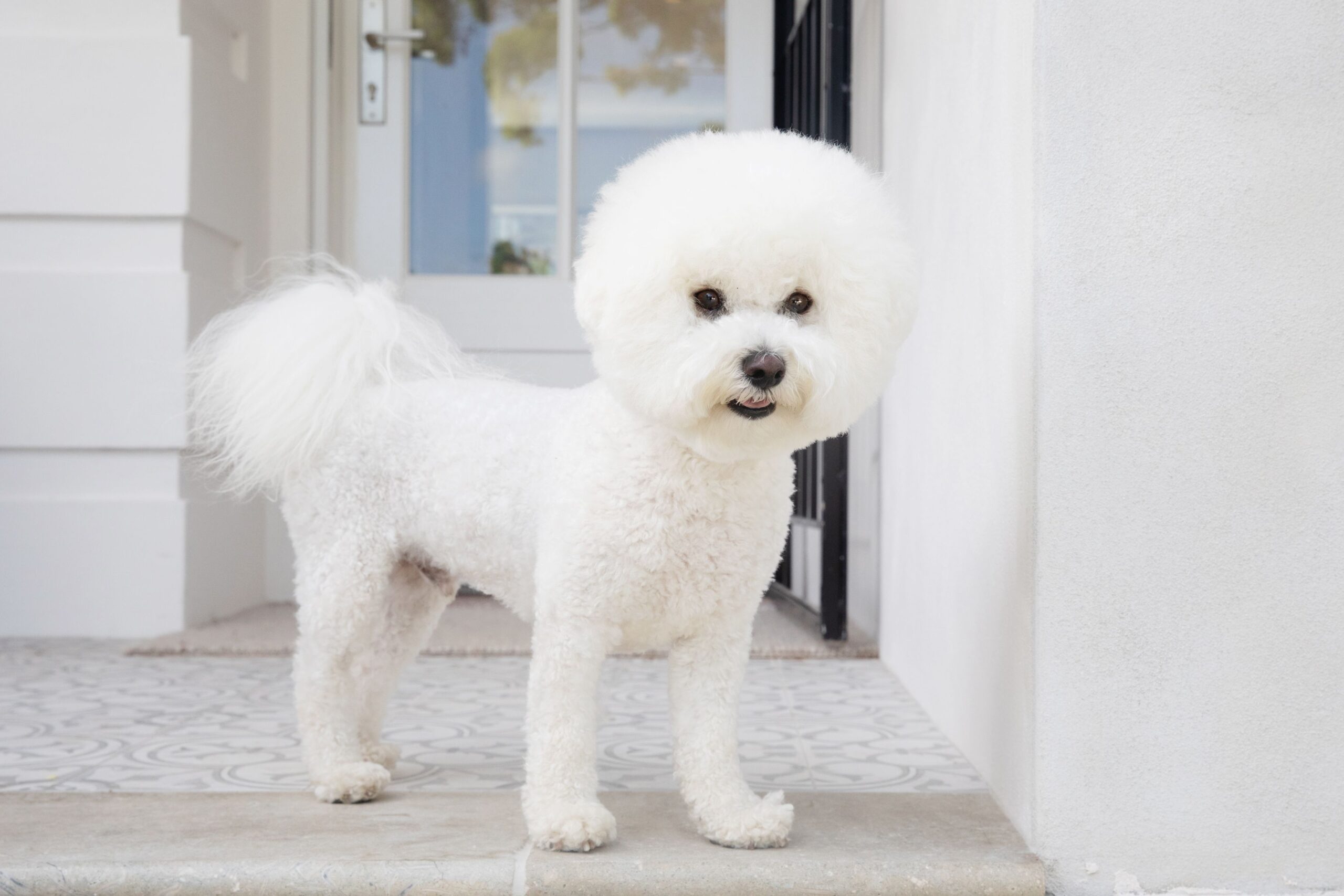 Read more about the article Pet What is the Small Round White Cute Bird Called​: Adorable Avian Guide